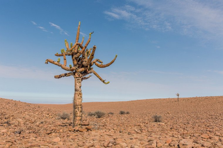 007 Cactus Codpa.jpg